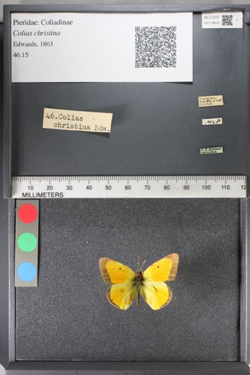 Media type: image;   Entomology 119656